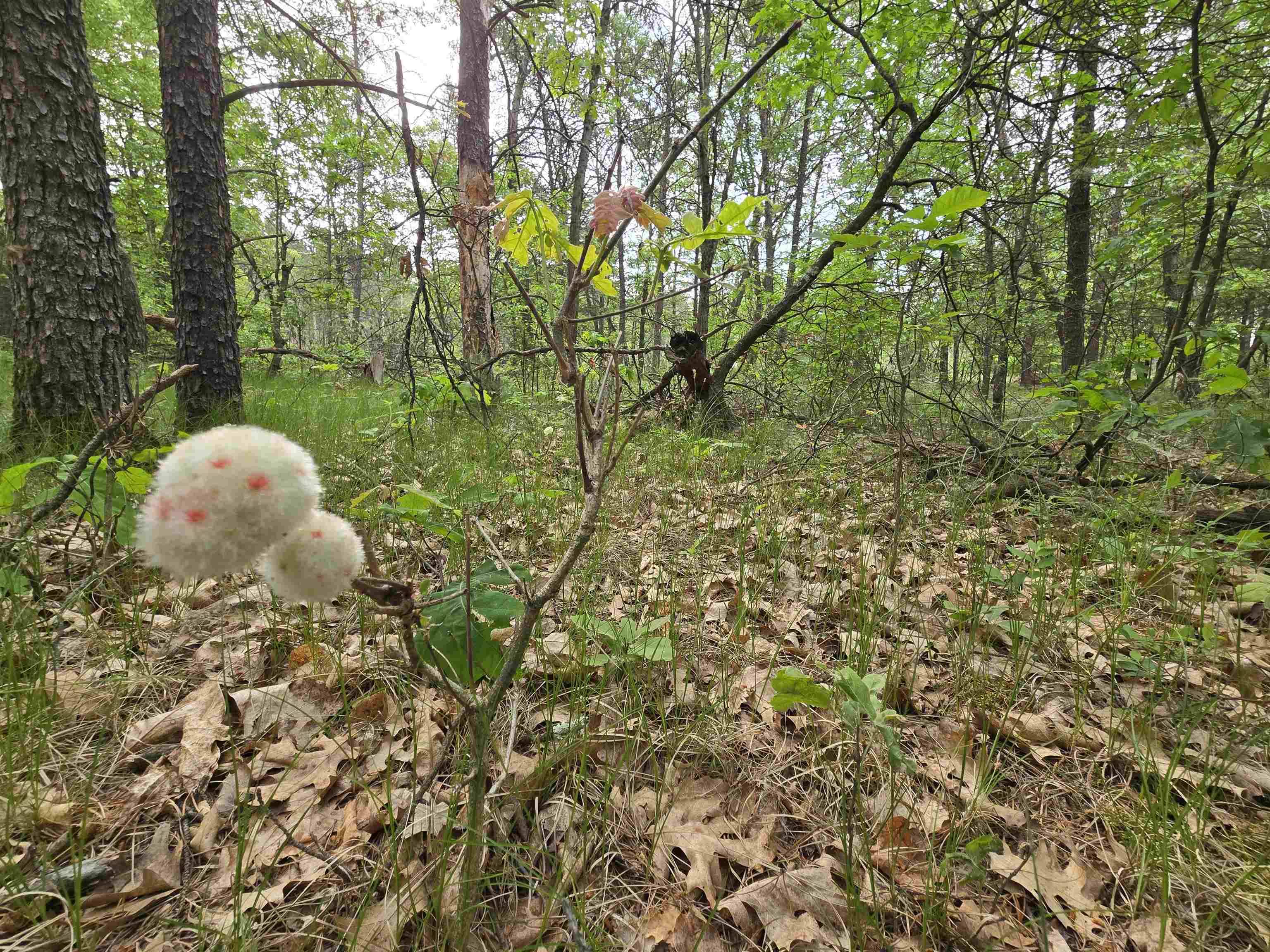 Necedah, WI 54646,Lot 1 16th Avenue
