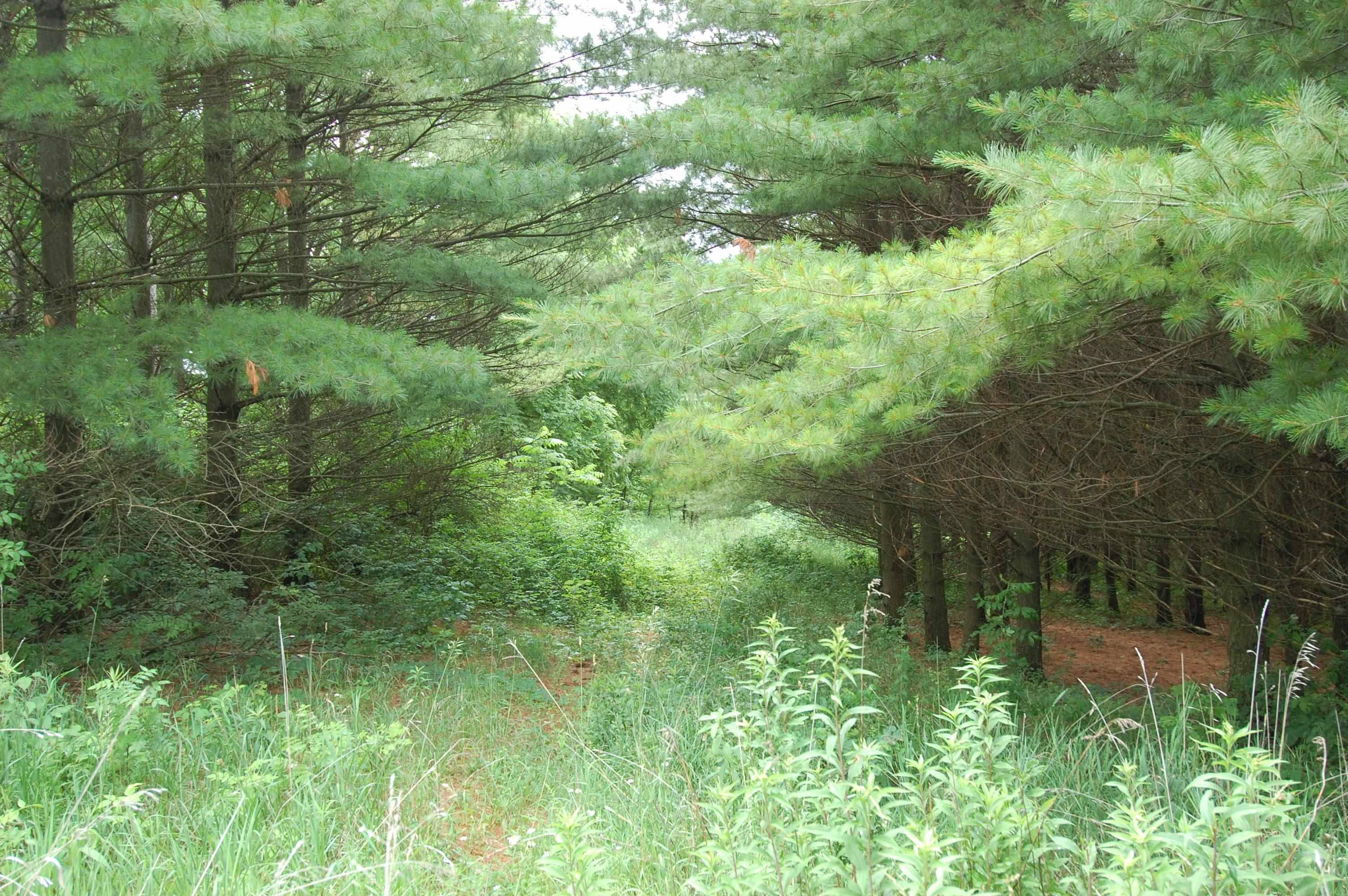 Muscoda, WI 53573,11 Eagle Cave Road