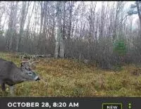 Rhinelander, WI 54501,30 acres E Oneida Lane