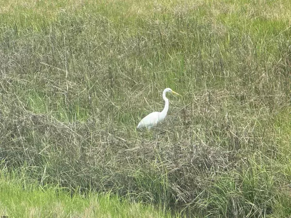 Ocean City, NJ 08226,4102 West #2