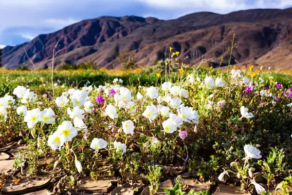 Borrego Springs, CA 92004,0 Frying Pan Rd #118