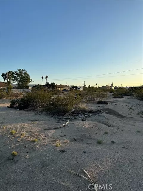 29 Palms, CA 92277,0 Lupine