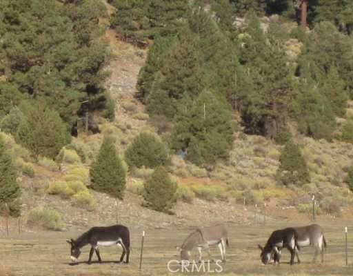 Big Bear, CA 92314,2151 Erwin Ranch