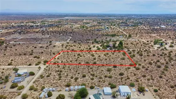 Pinon Hills, CA 92372,0 Buckwheat