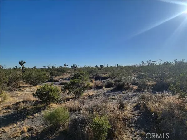 Pinon Hills, CA 92372,0 Buckwheat