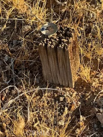 Lucerne Valley, CA 92356,0 Smoke Bush