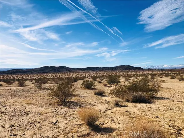 Joshua Tree, CA 92252,5 Desert Lily