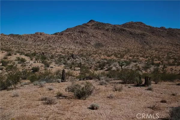 Joshua Tree, CA 92252,60 Sunflower