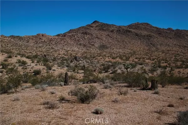 Joshua Tree, CA 92252,60 Sunflower