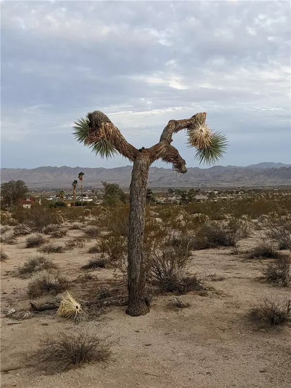 Joshua Tree, CA 92252,62325 Campanula