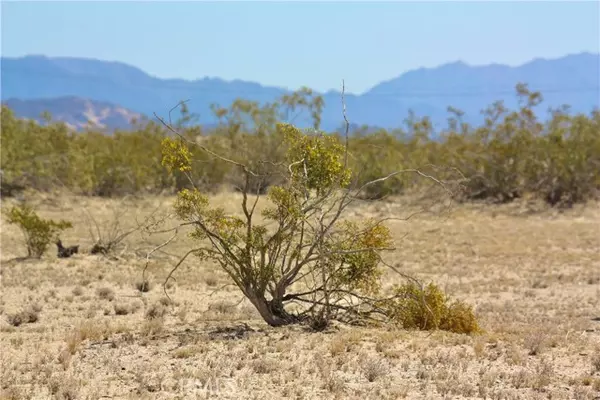 29 Palms, CA 92277,0 Desert Queen