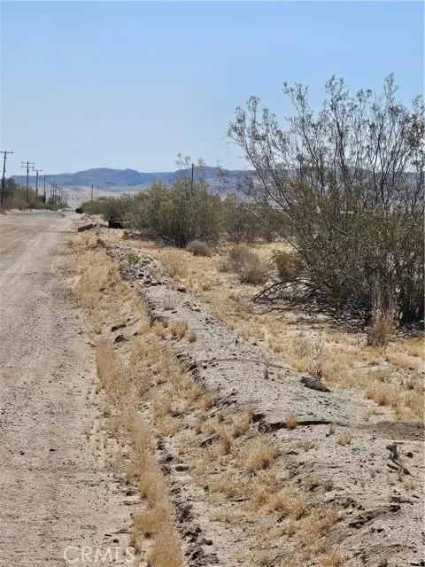 Joshua Tree, CA 92252,0 Sunflower