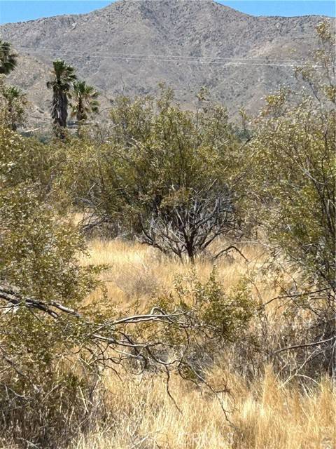 Morongo Valley, CA 92256,0 Green Trl.