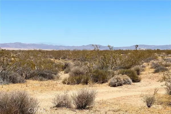 Joshua Tree, CA 92252,0 Willie