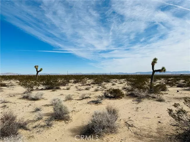 Joshua Tree, CA 92252,1234 Desert Lily