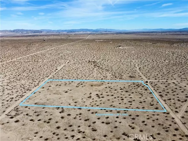 Joshua Tree, CA 92252,46 Desert Lily