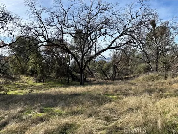 Mariposa, CA 95338,0 Daffodil