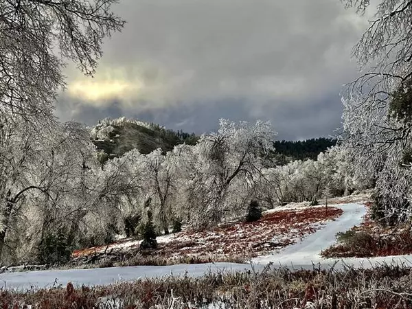 8 Acres Fern Meadow, Palomar Mountain, CA 92060