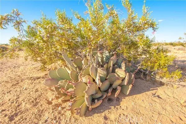 Joshua Tree, CA 92252,62755 Campanula