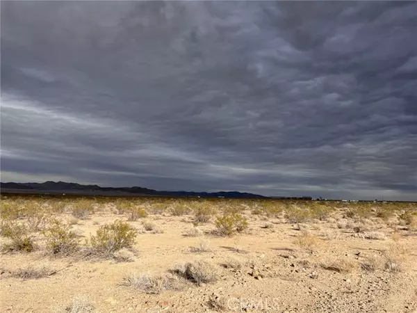 Johnson Valley, CA 92285,1 Ocotillo