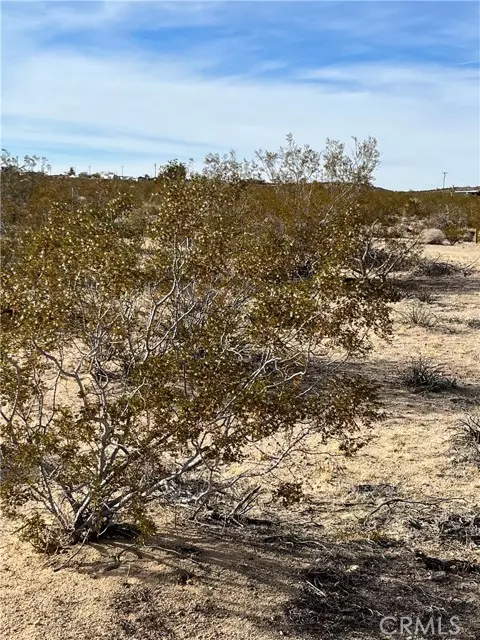 Joshua Tree, CA 92252,7 Bellflower