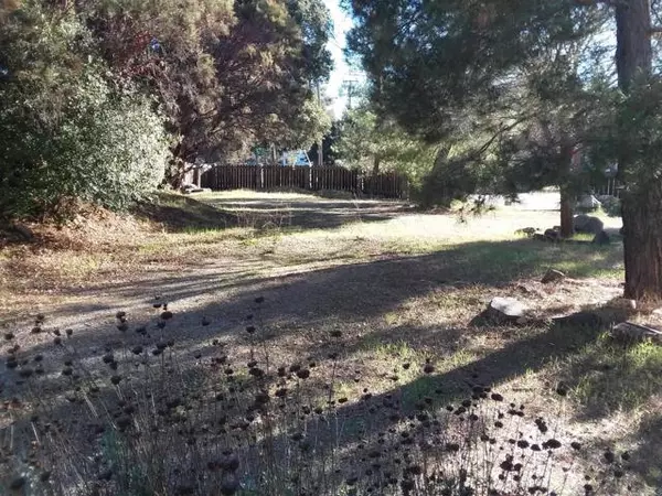 Campo, CA 91906,Gladiola