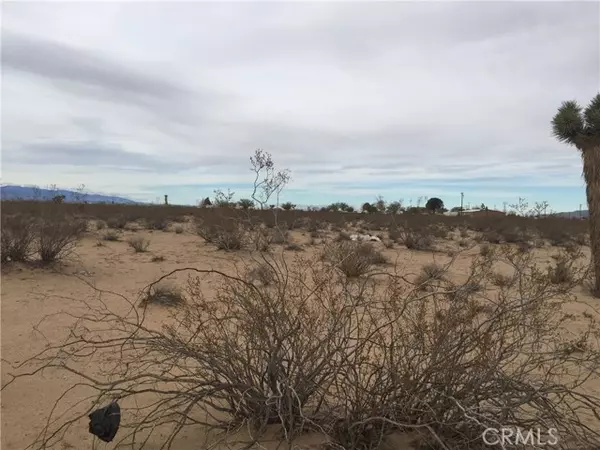 Adelanto, CA 92301,0 Cholla