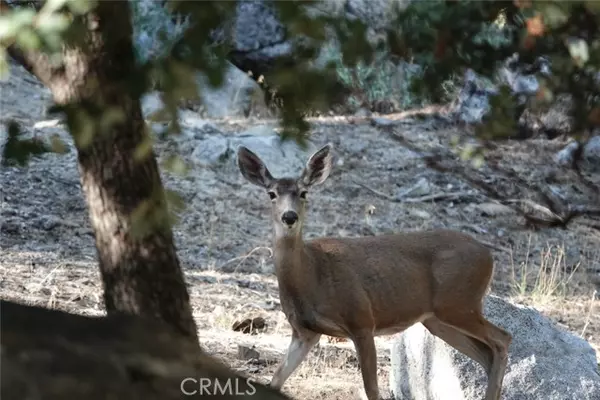 Idyllwild, CA 92549,0 Azalea