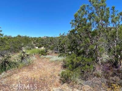 Anza, CA 92539,61700 Indian Paint Brush