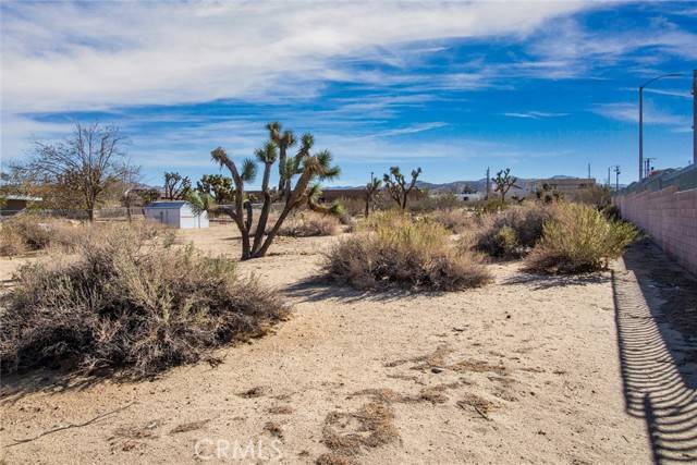 59520107 Encelia, Yucca Valley, CA 92284