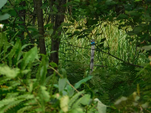 Silver Cliff, WI 54104,Lt0 WALESH ROAD