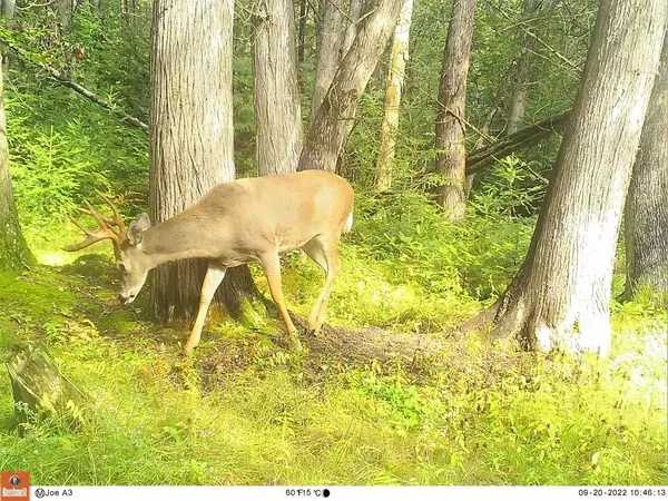 Bowler, WI 54416,HWY 29