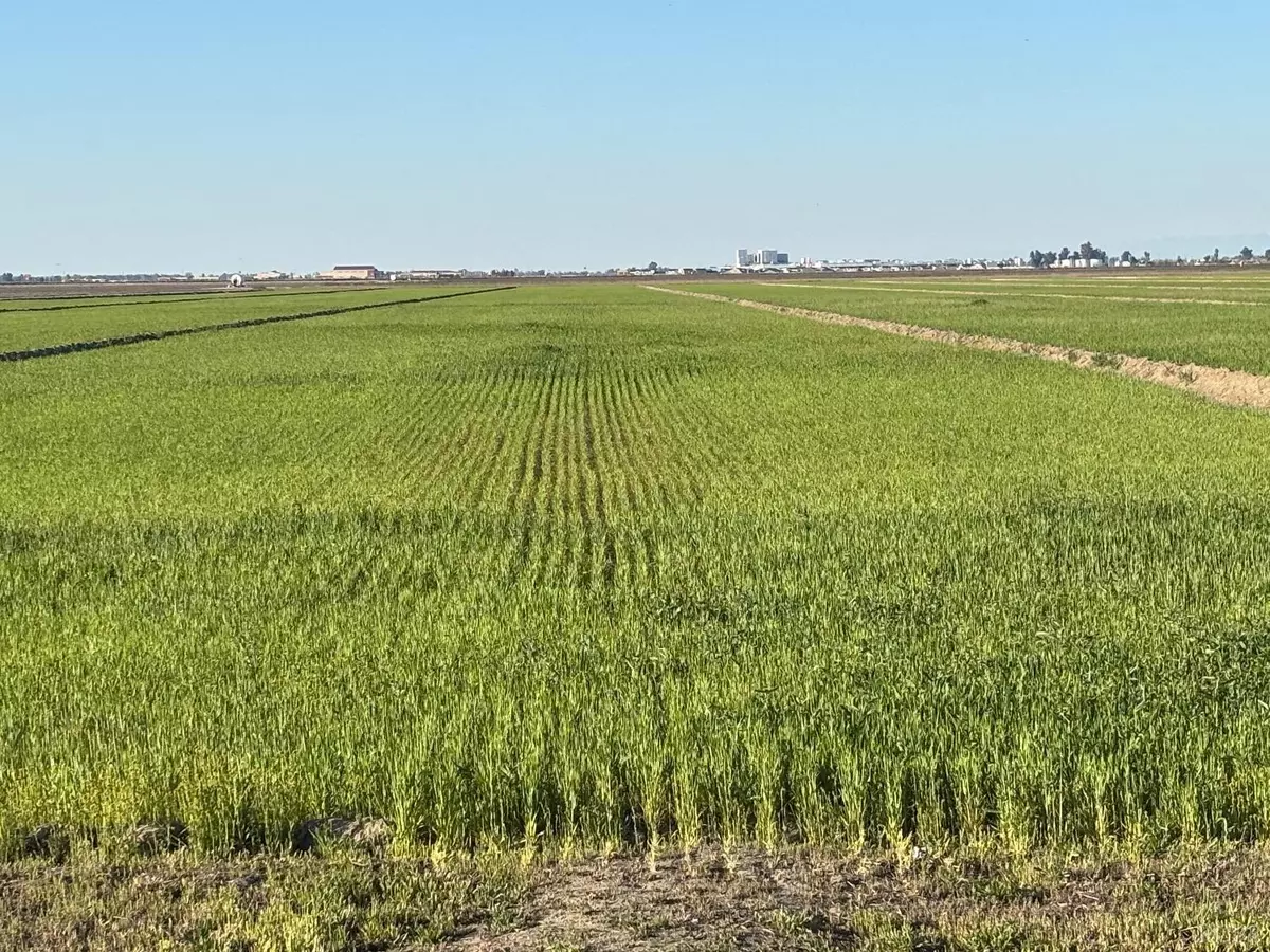 Lemoore, CA 93245,0 W Jackson Avenue W