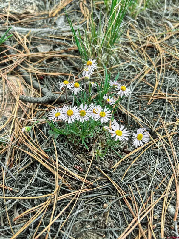 South Fork, CO 81154,331 N Skyline Drive