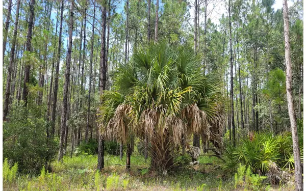 Chiefland, FL 32626,TBD NW CAMP AZALEA RD