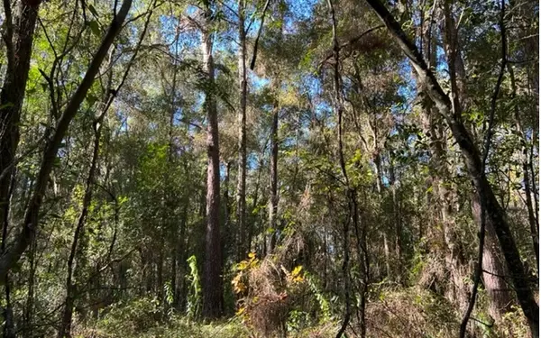 Lee, FL 32059,NE CASSIA DRIVE