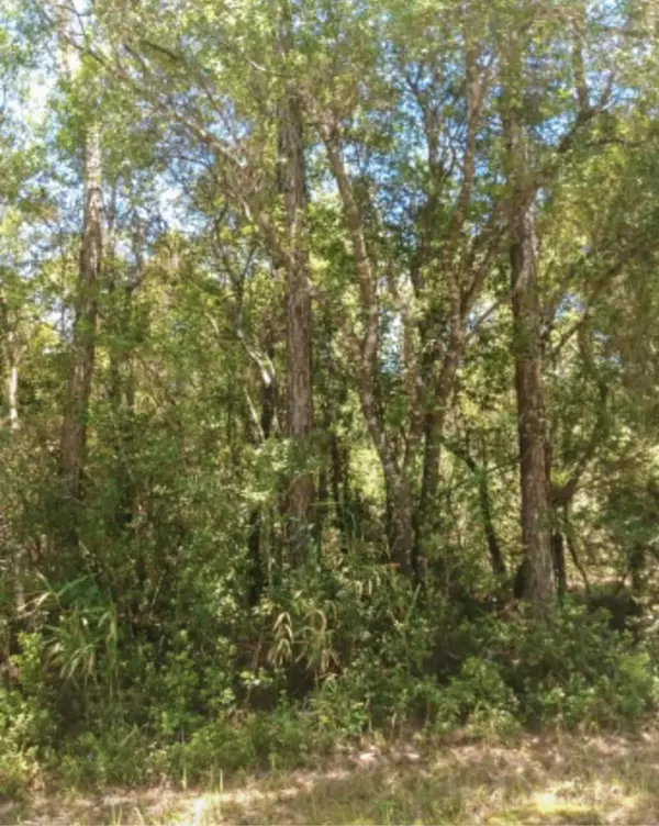 Sopchoppy, FL 32358,XX Persimmon Road