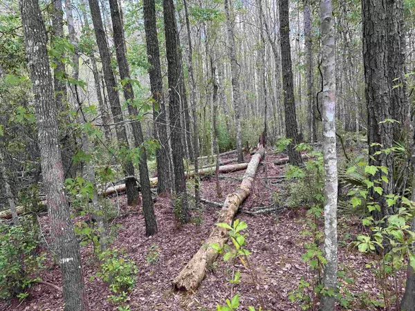 Monticello, FL 32344,7 Bridges Road