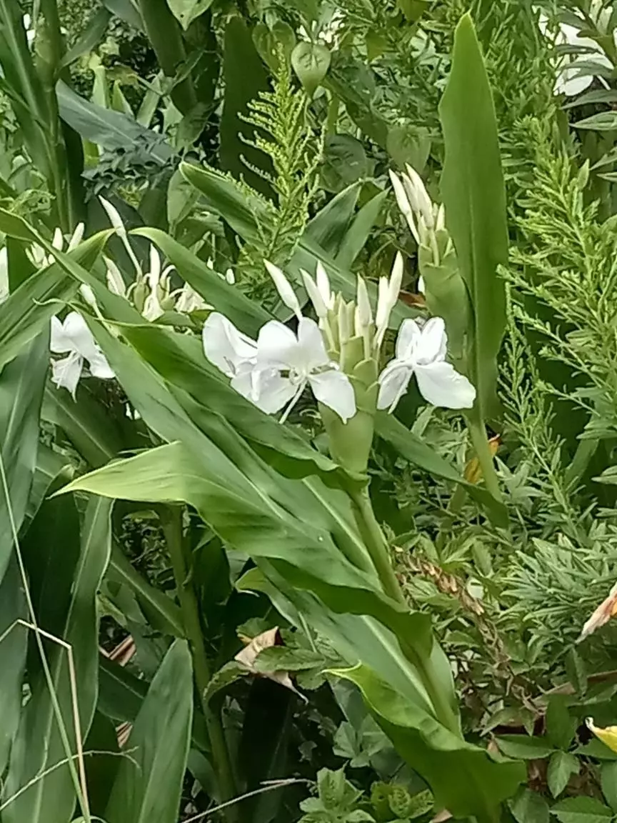 Apalachicola, FL 32320,104 9th Street