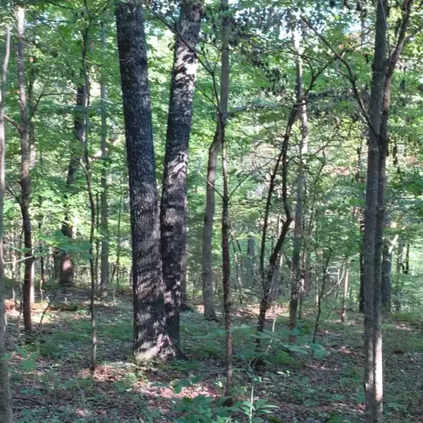 Saint Joe, AR 72675,1983 County Road 5028