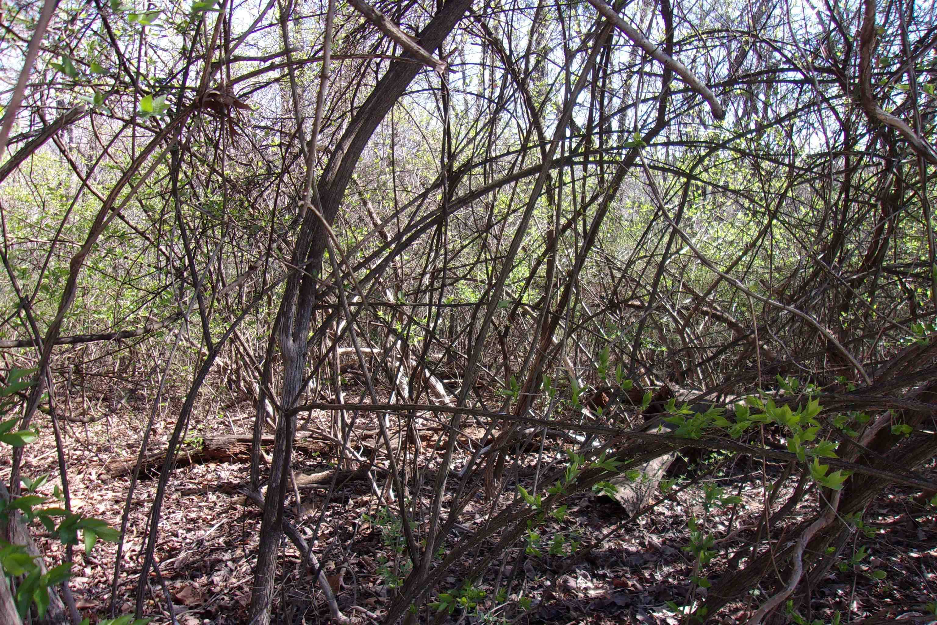 Bull Shoals, AR 72619-0000,00 Alford