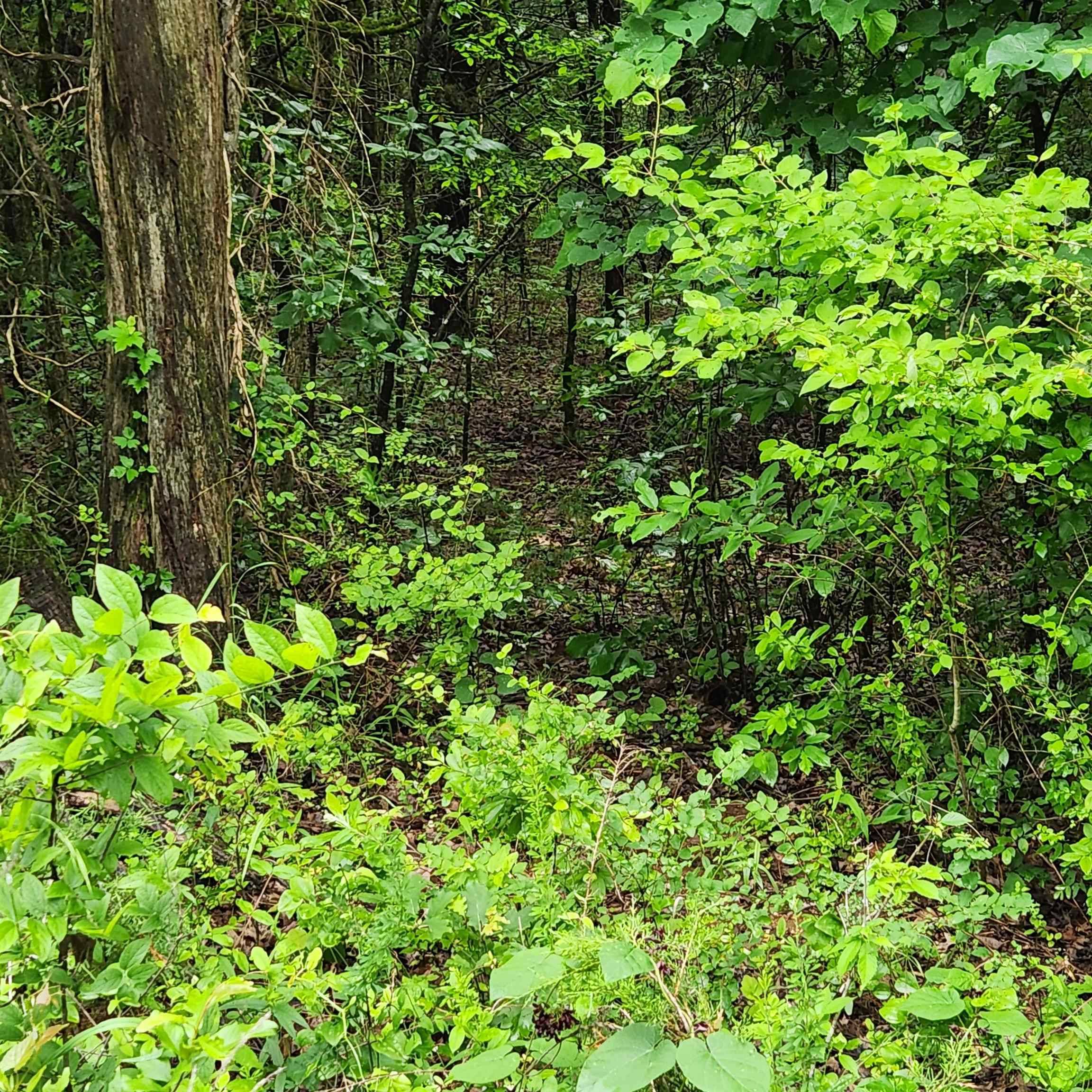 Hardy, AR 72542,L-9 B-10 Sherwood Forest Ln