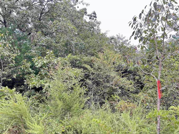 Ash Flat, AR 72513,Lots 7-12 Martin Drive