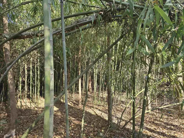 Conway, AR 72032,lot 7 Shady Point Drive