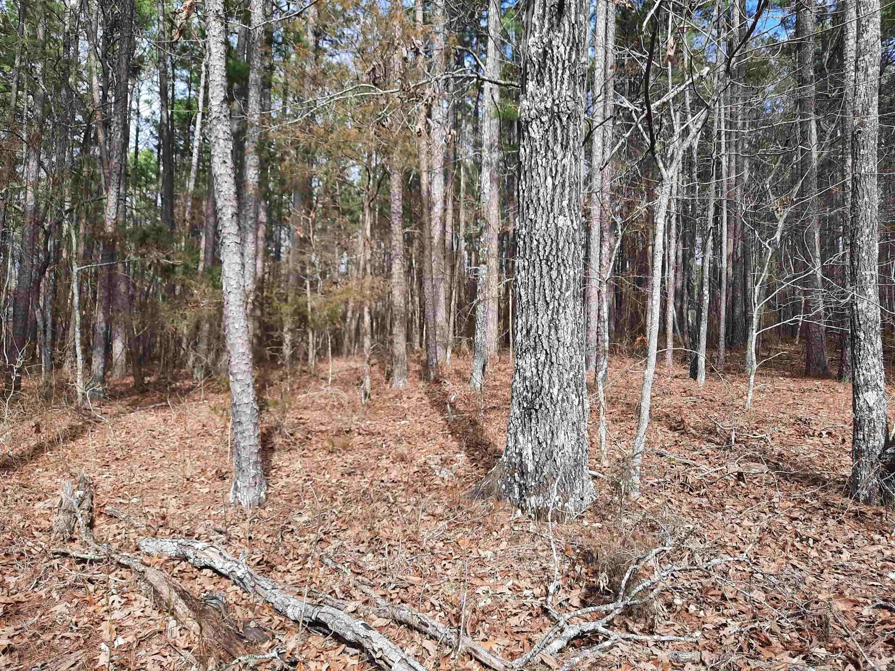 000 Lute Mountain Road, Shirley, AR 72560