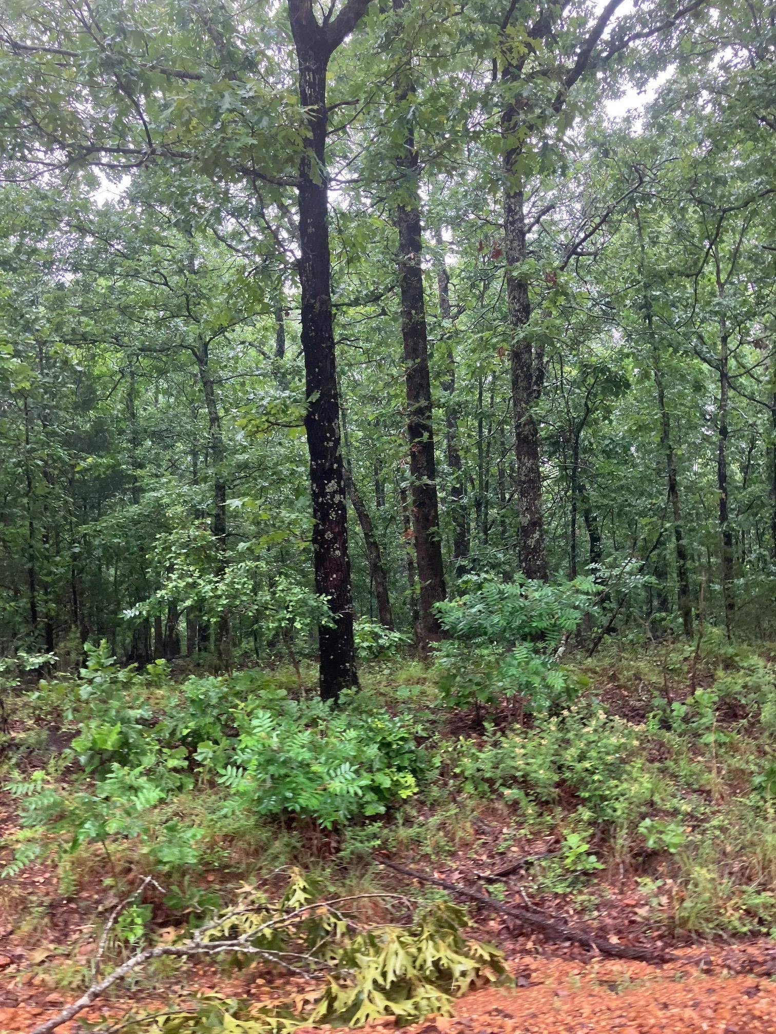 Williford, AR 72482,000 Newman Trail