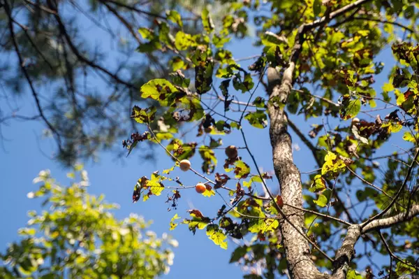 Cherry Valley, AR 72324,000 County Road 300