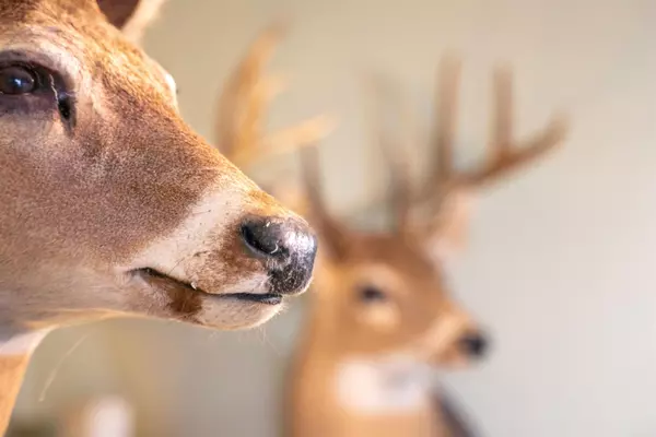 Mccrory, AR 72112,8506 hwy 37