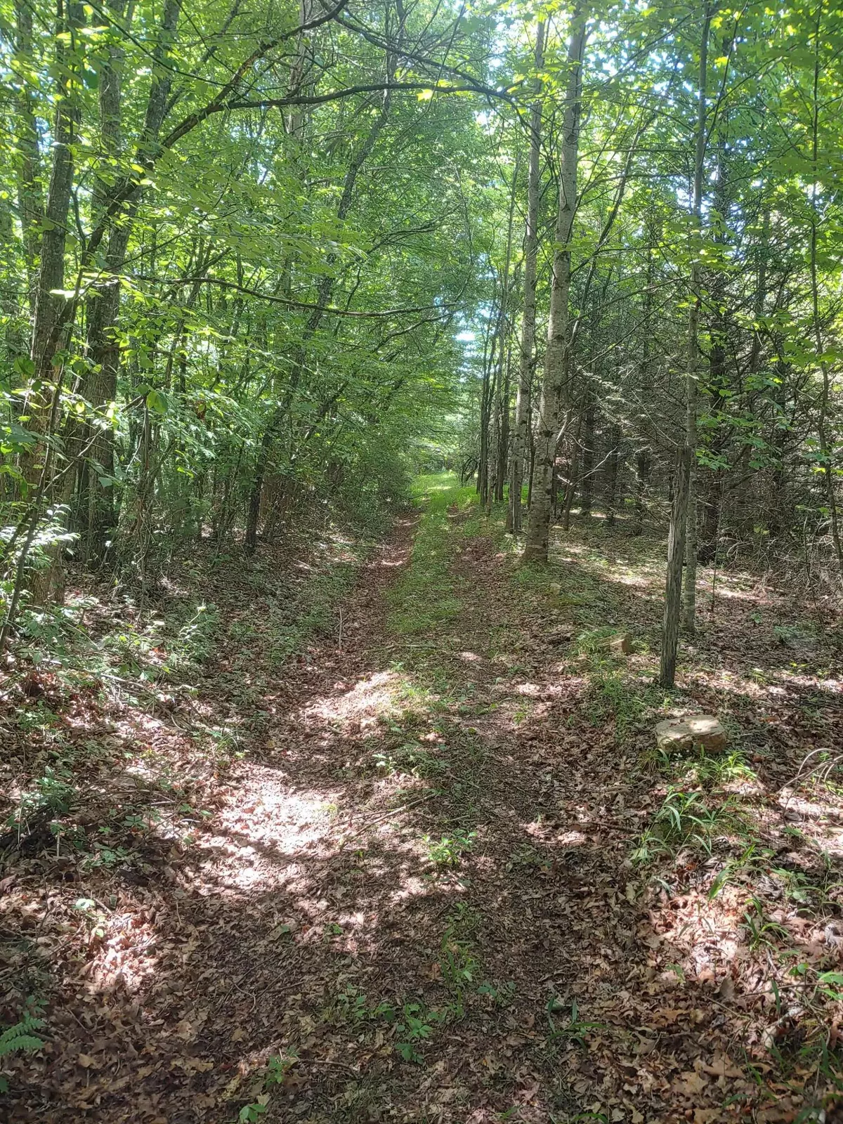 Laurel Fork, VA 24352,TBD Nursery RD