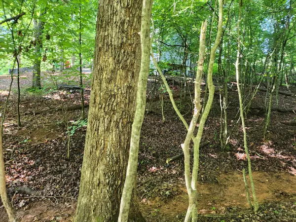 Wirtz, VA 24184,Lot 31 Forest Shores RD